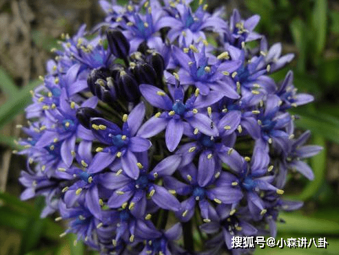 2、生肖馬年有三喜:年屬馬女佩戴的飾物