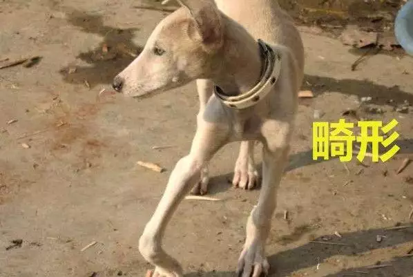 4、7o年的狗是什麼命狗和什麼婚配:70屬狗的和什麼屬相最配