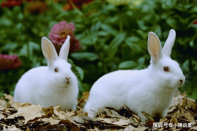 4、屬兔的女人做什麼生意最旺:屬兔的人適合做什麼生意