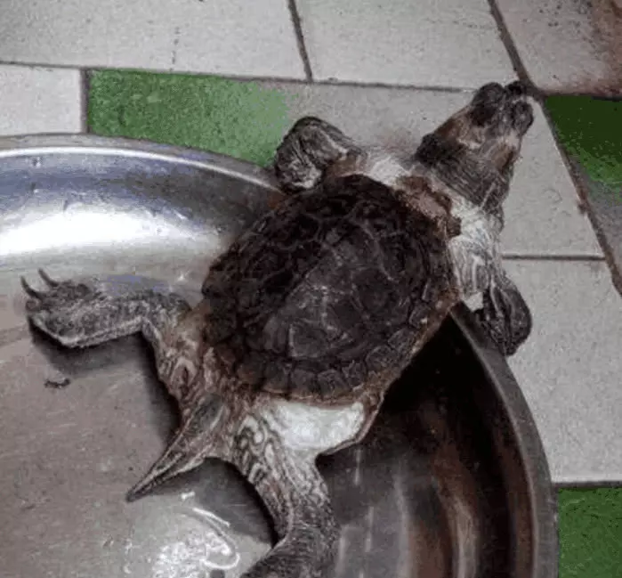 養了十多年的烏龜死了：養了十幾年的烏龜死了，怎麼處理龜屍