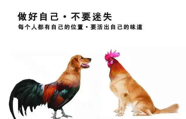 3、狗雞斷頭婚一般過幾年:57年雞男與70年狗女是斷頭婚嗎