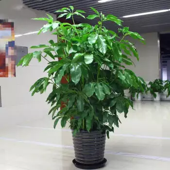 3、家裡養什麼植物好招財:家裡養哪些植物風水好