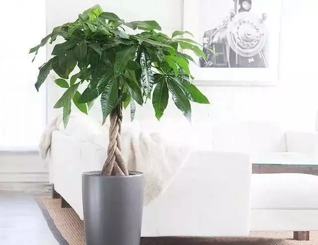 3、客廳養什麼綠植最旺家:家裡客廳養什麼花好？
