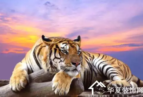屬虎的人生什麼屬相的寶寶不好：兩個人都屬虎生個什麼屬相的孩子好?