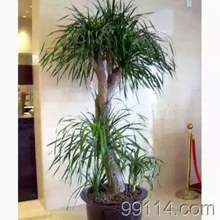 1、龍血樹風水大忌:家裡放龍血樹有什麼好處