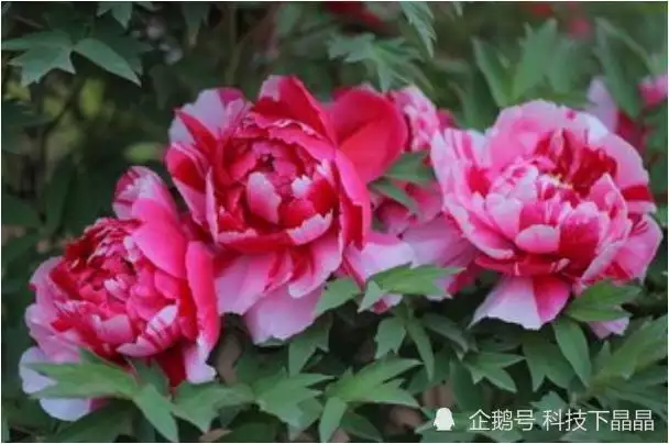 1、98年屬虎的今年婚姻狀況:96年的鼠男與98年的虎女婚姻狀況