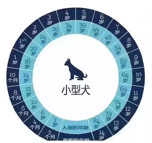 1、屬相婚配大全屬鼠的歲數對照表:屬鼠的歲數表是什麼？