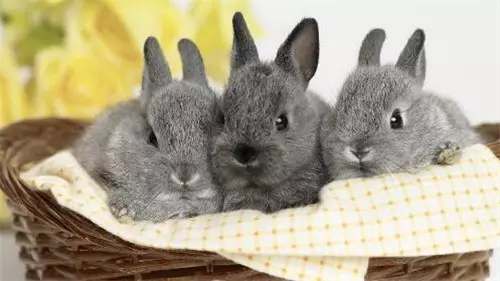 4、年屬兔什麼時候遇到真愛:屬兔人感情如何,什麼時候才能找到真愛