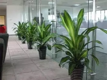 2、辦公室適合養的大型綠植:辦公室好養的大型植物有哪些