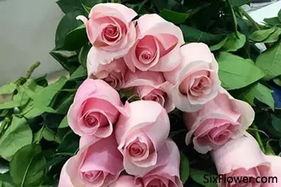 女性朋友過生日送什麼花：異性(女)過生日應送什麼花？怎麼配?