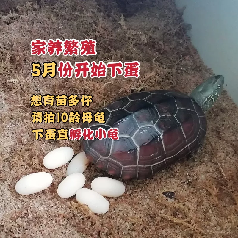 我家養了一隻巴西龜對風水好嗎：一般家裡養什麼烏龜好？就是風水好的那種。