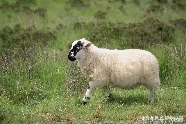 2、年屬羊人婚配:屬羊的屬相婚配表是 屬羊和屬羊的姻緣怎樣