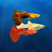 什麼魚適合單獨養一條：想養一條好看 性格兇猛 貪吃的魚 有什麼魚可養？