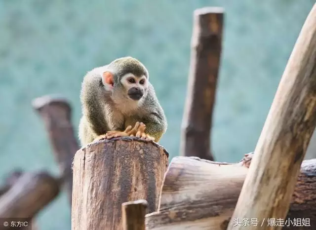 4、屬猴人和屬狗人婚配好嗎:屬猴的和屬狗的婚姻配不配？