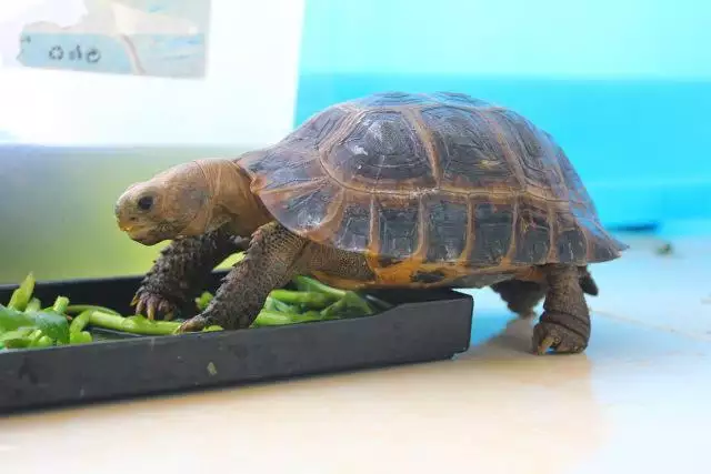 3、請問養動物也可以看出他的主人性格？…那養烏龜是什麼樣的性格呢？