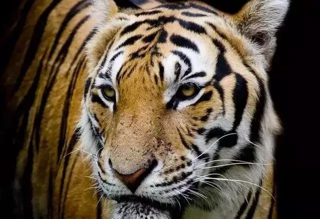 2、屬虎的都是几几年的:屬老虎的是几几年出生的？