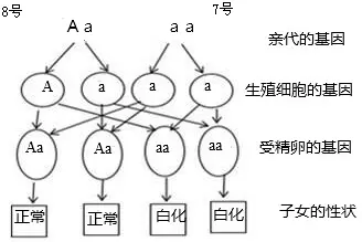 3、常隱性遺傳病常見婚配類型:什麼是雜合子、隱形基因、常隱性遺傳病？