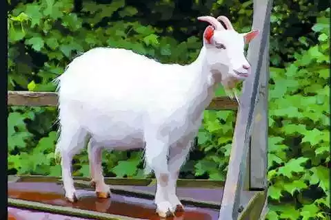 屬羊生什麼屬相孩子好：生個什麼生肖的寶寶好？