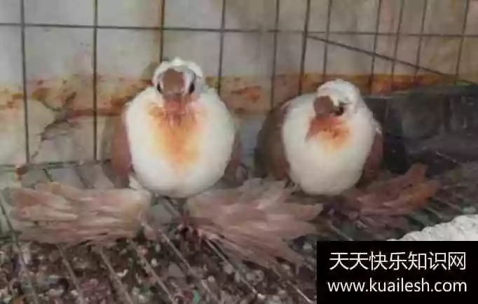 1、怎樣用鴿子招來鴿子:怎麼樣可以引別人的鴿子