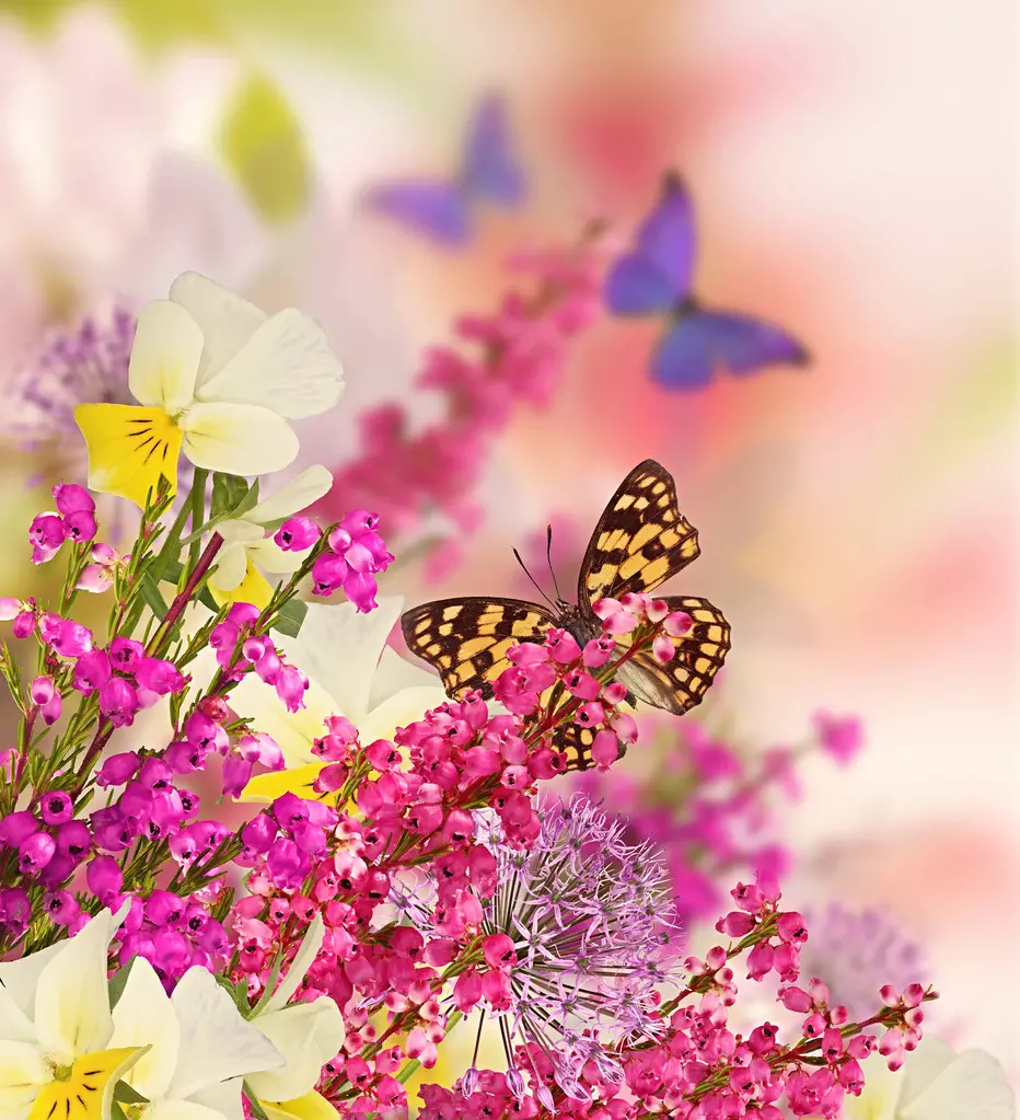 5、花草圖片大全:所有花的名字及圖片