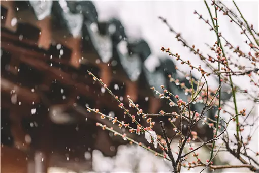 立春躲春的屬相禁忌年：年立春躲春的生肖