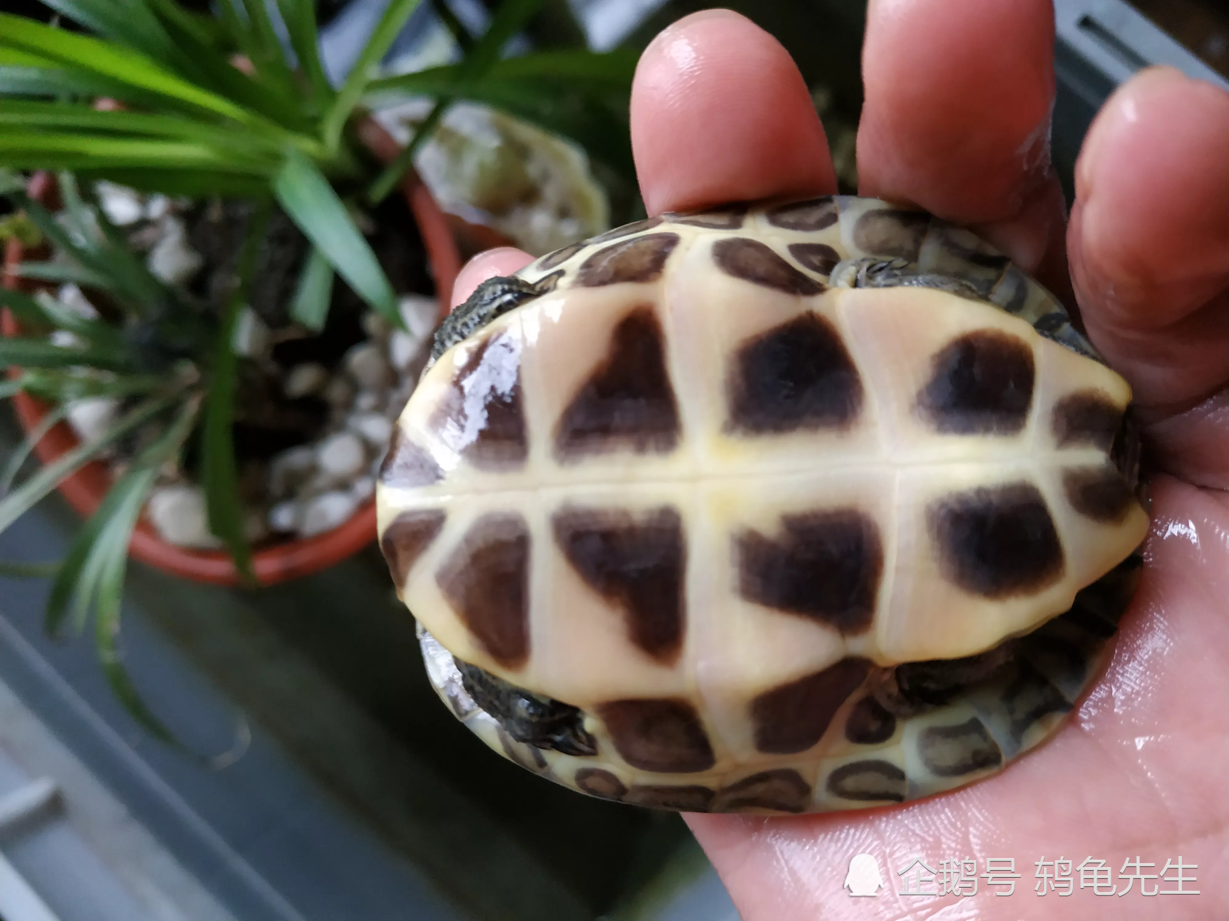 烏龜假死和真死的區別：昨天烏龜還是好好的，今天突然死了