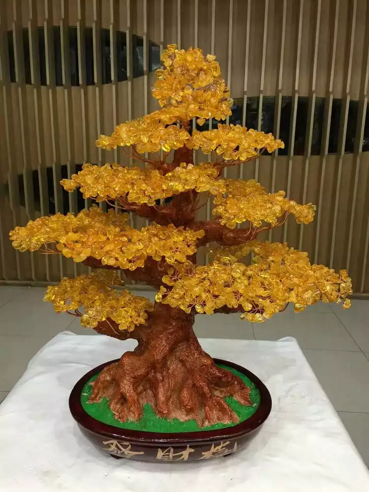 1、發財樹圖片大全大圖聚財招:發財樹與聚財型發財樹有什麼區別？