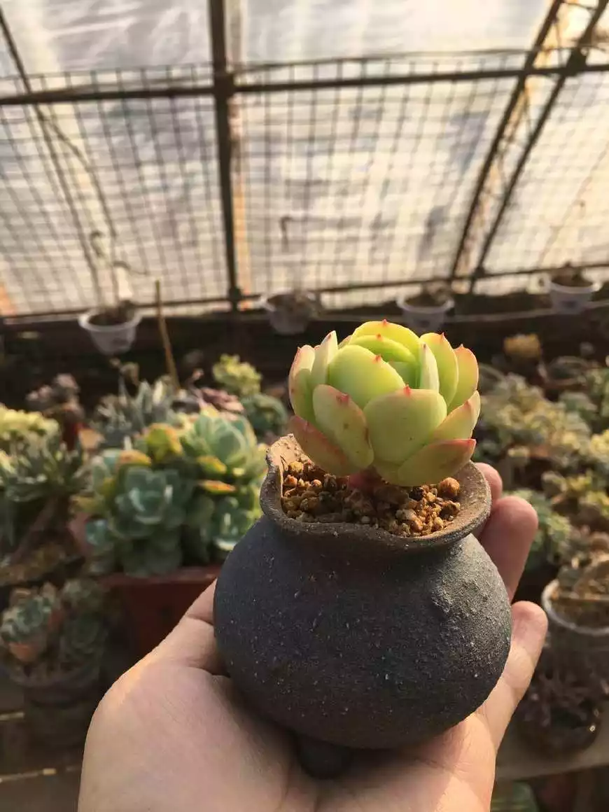 2、植物圖片大全大圖真實:植物有哪些？名稱及圖片