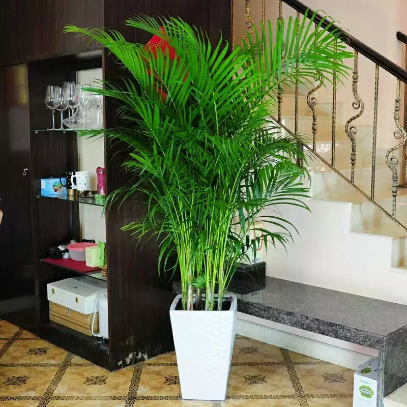 7、辦公室擺什麼綠植比較好:辦公室擺放什麼植物比較好？