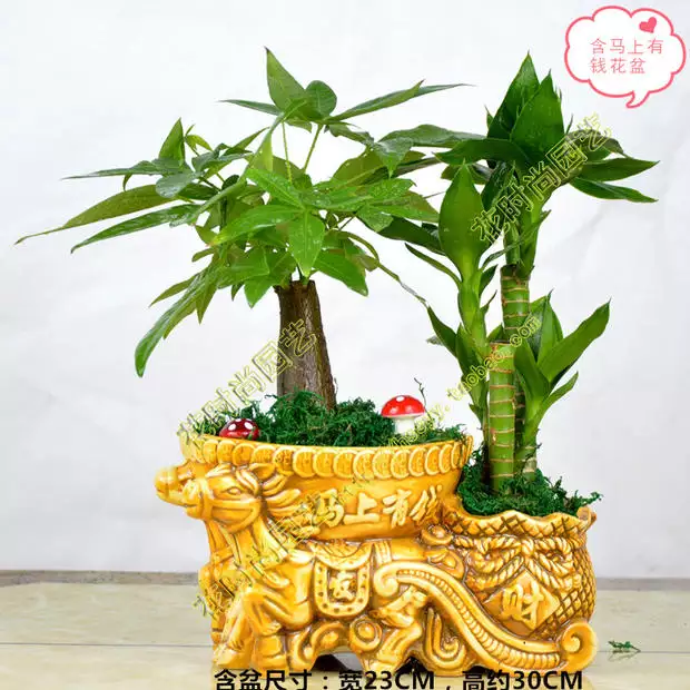 2、發財樹盆栽圖片大全:發財樹到底是什麼樣子的