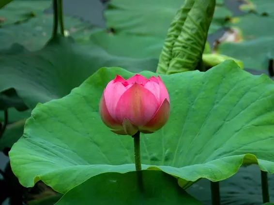 勇往直前膽色大的屬相：獨來獨往難相處，勇往直前膽色大的動物