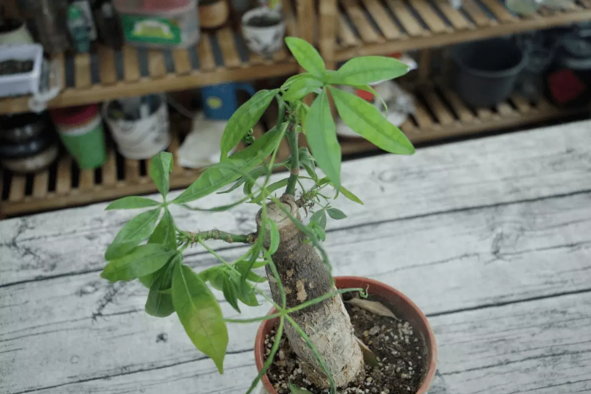 1、發財樹什麼時候修剪比較好:發財樹什麼時候剪枝最好