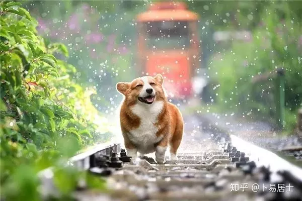 82年屬狗女在年的運程：年屬狗女全年運勢