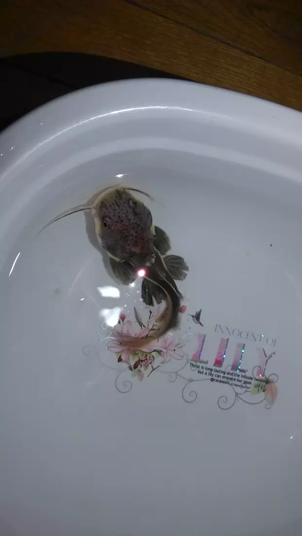 4、招財貓魚死前癥狀:誰知道這個招財貓魚是怎麼死的么，求解昨天出去一看就死了。