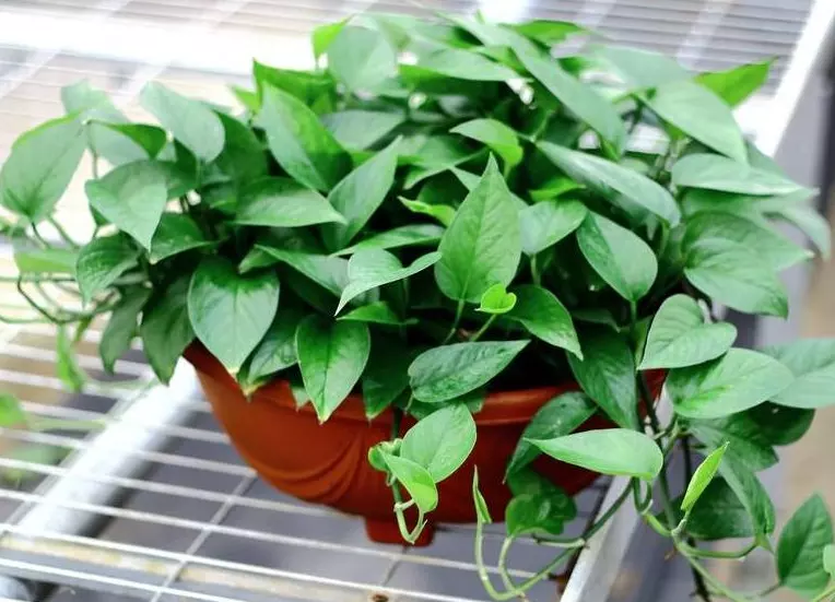 3、辟旺宅旺財植物花卉:家裡種什麼花草有好寓意？