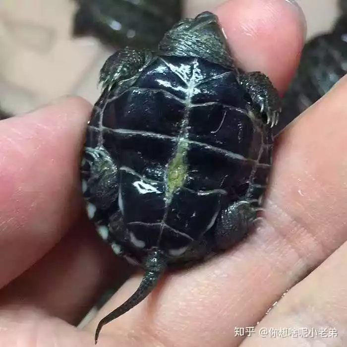 一厘米的墨龜苗好養嗎：墨龜好養嗎，？貴嗎？