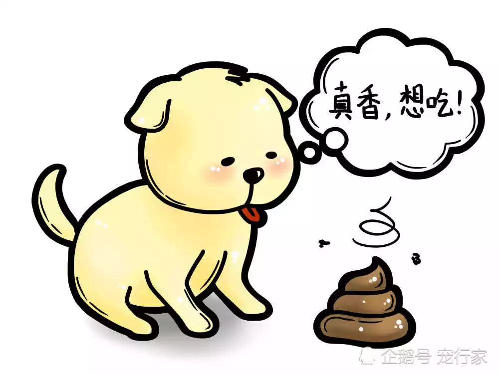 3、狗改不了文雅一點怎麼說:狗改不掉的文雅說法?