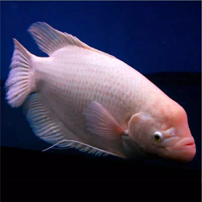 1、招財魚有哪些品種:招財魚是什麼品種