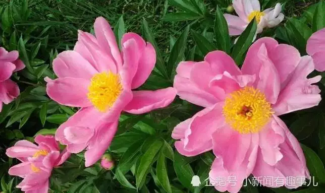 誰能幫我想多幾個想：今世不求運氣。這些之類的網名，我遊戲要用。