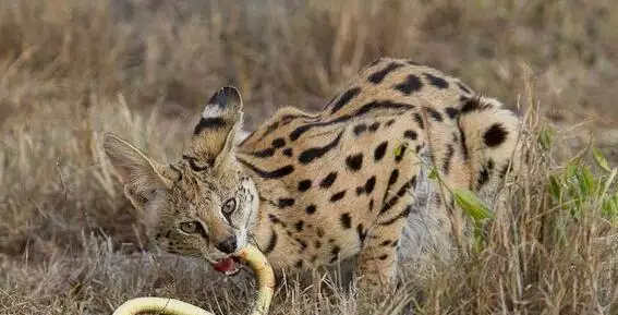 找在地下的動物是什麼屬相：找在地下的動物，猜一生肖