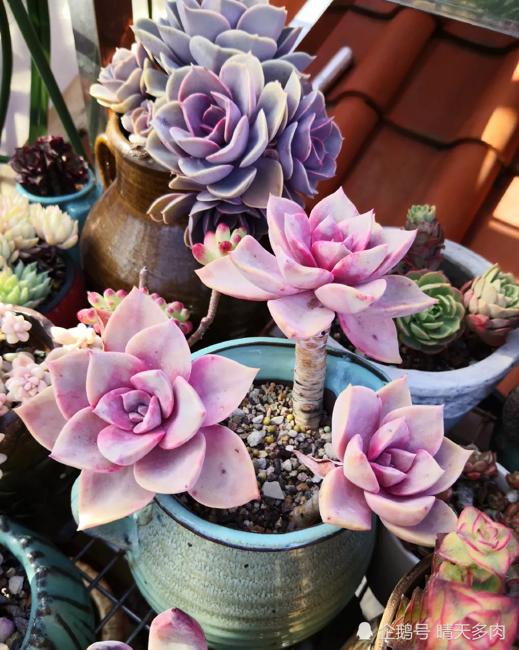 4、植物圖片大全大圖真實:植物的生長點在哪裡，(有圖片)