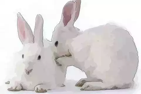 屬兔的生肖和什麼生肖最好：屬兔的和什麼屬相相配才好呢