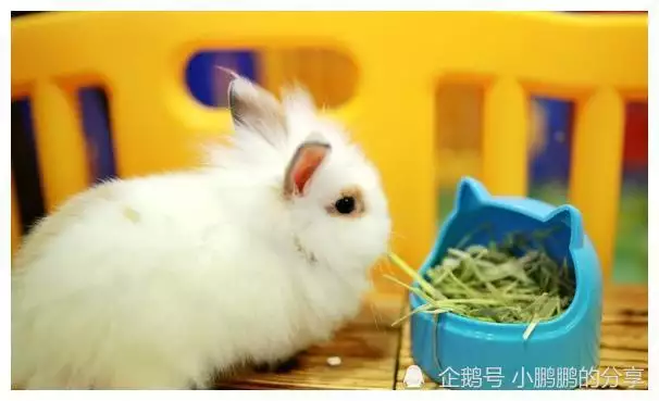 4、屬兔的人都是几几年出生的:六十四歲屬兔的人一九五幾年出生的?
