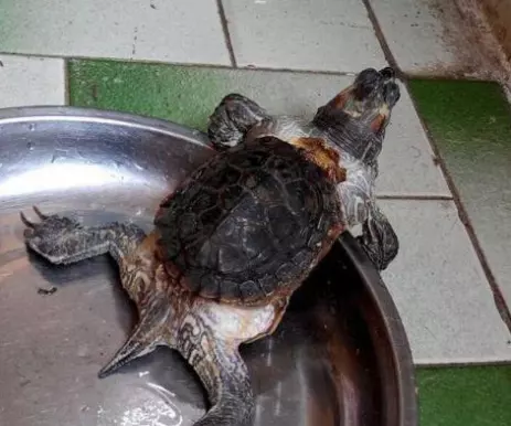 烏龜突然消失對主人凶吉：家裡突然來了一隻烏龜風水上講是什麼意思呢