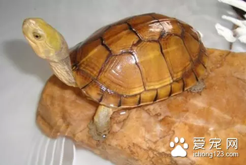 50種常見觀賞龜圖片：50種常見觀賞龜圖片？