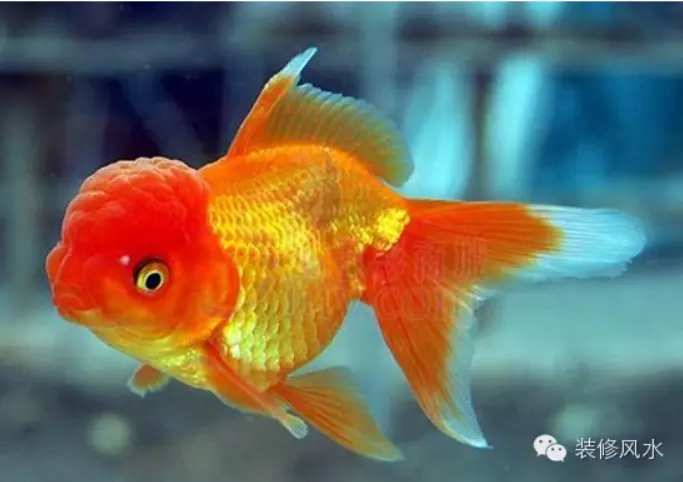 屬相缺火的人適合養魚嗎：八字缺火，能不能在家中養魚？