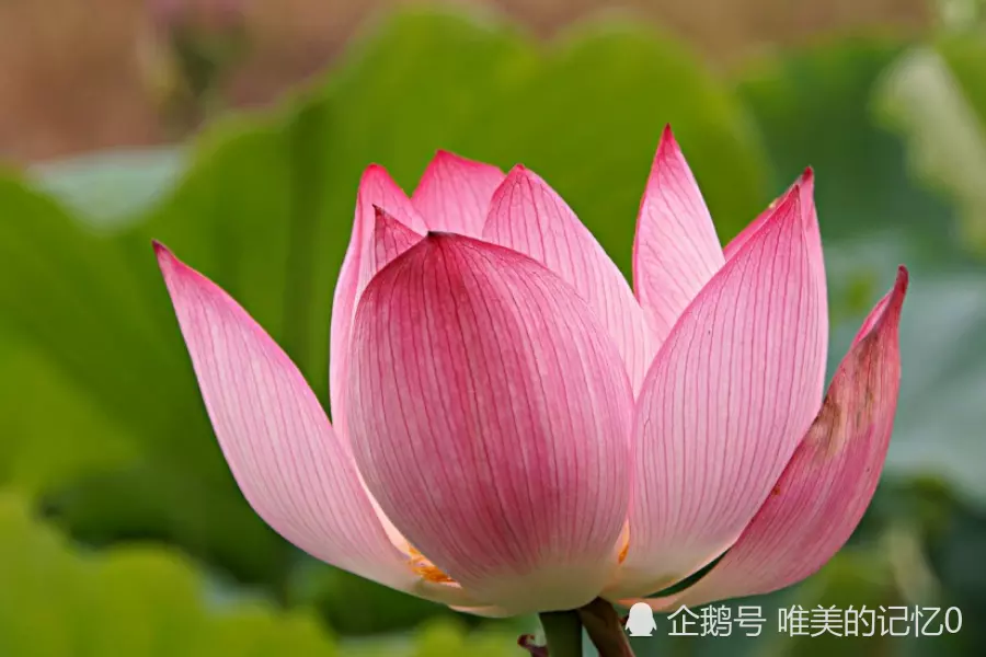 屬虎的桃花是哪個屬相：屬虎的桃花運