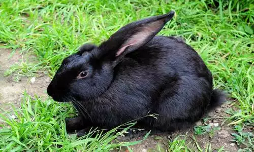 2、兔年:什麼年屬什麼年