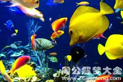 女人夢見水裡有好多的魚：女人夢見水裡好多魚