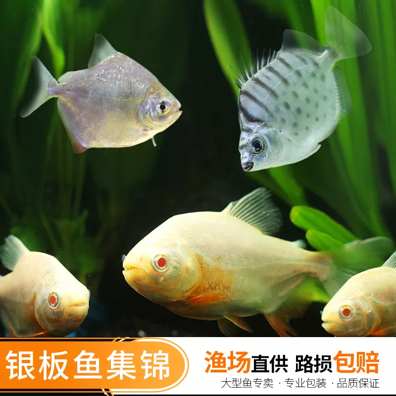 2、招財魚吃什麼魚食最好:招財魚喂什麼食物比較好